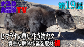 ナスD大冒険TV 【vol.19】ヒマラヤの尊い生き物「ヤク」貴重な解体作業を取材 編(2020/09/16放送分)