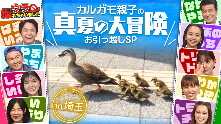 ウラ撮れちゃいました 真夏の空の下で大冒険!カルガモ親子のお引っ越し第3弾!(2022/08/04放送分)