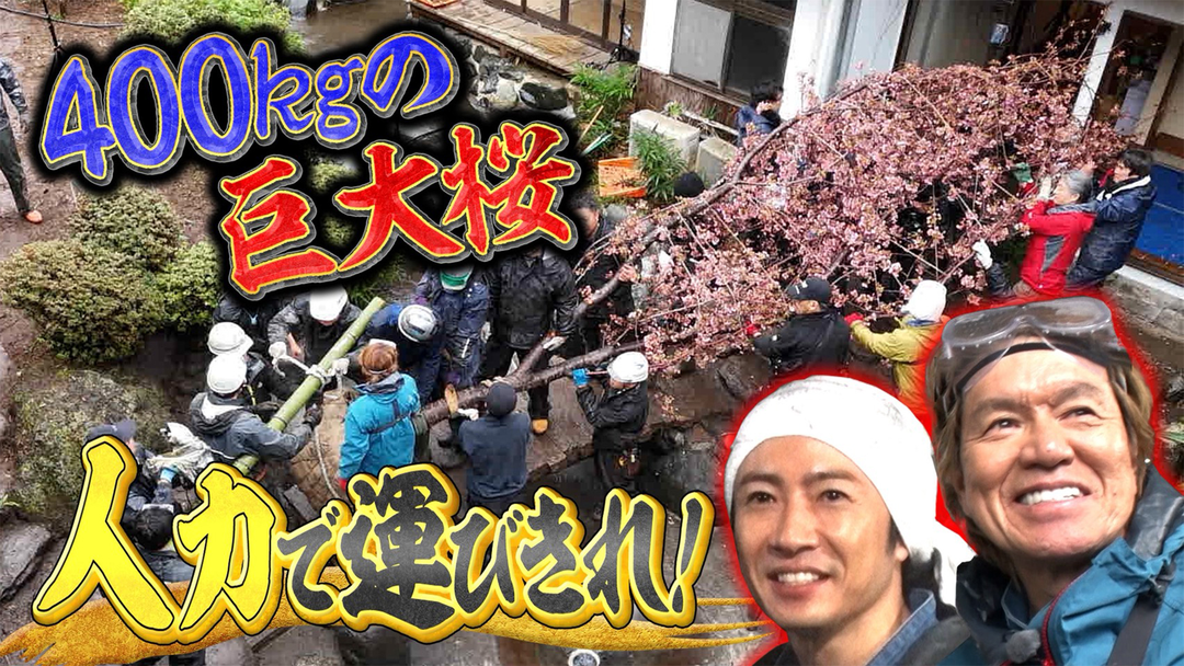 相葉ヒロミのお困りですカー？ 【名旅館の庭園を甦らせる】400kg巨大桜を人力で運べ！