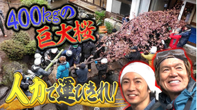 相葉ヒロミのお困りですカー？ 【名旅館の庭園を甦らせる】400kg巨大桜を人力で運べ！
