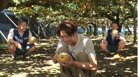 相葉マナブ マナブ!旬の産地ごはん~市川の梨~(2020/09/20放送分)