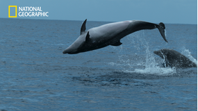クジラたちの深海への旅/吹替