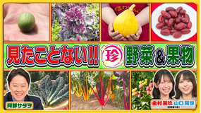 ナニコレ珍百景 見たことない！？日本の珍野菜・フルーツ＆地元民が伝える離島の魅力（2025/07/27放送分）