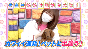 ももクロちゃんと! ももクロちゃんとペット(2021/08/20放送分)