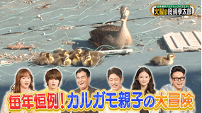 日本探求アカデミックバラエティ 火曜の良純孝太郎 カルガモのお引越しに完全密着！今田美桜も驚きのハプニング続出！？