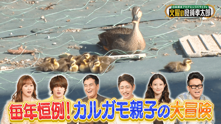 日本探求アカデミックバラエティ 火曜の良純孝太郎 カルガモのお引越しに完全密着!今田美桜も驚きのハプニング続出!?
