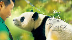 私の親愛なるフーバオ/字幕