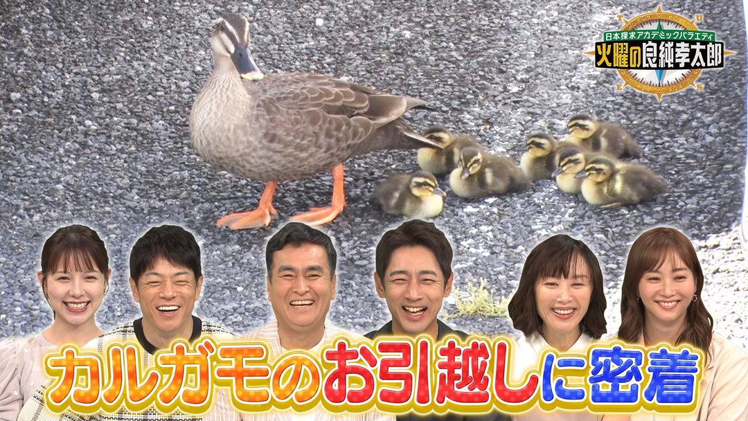 日本探求アカデミックバラエティ 火曜の良純孝太郎 想定外の事態に大パニック！？カルガモ親子 決死のお引越しに密着！