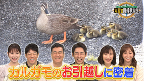 日本探求アカデミックバラエティ 火曜の良純孝太郎 想定外の事態に大パニック!?カルガモ親子 決死のお引越しに密着!