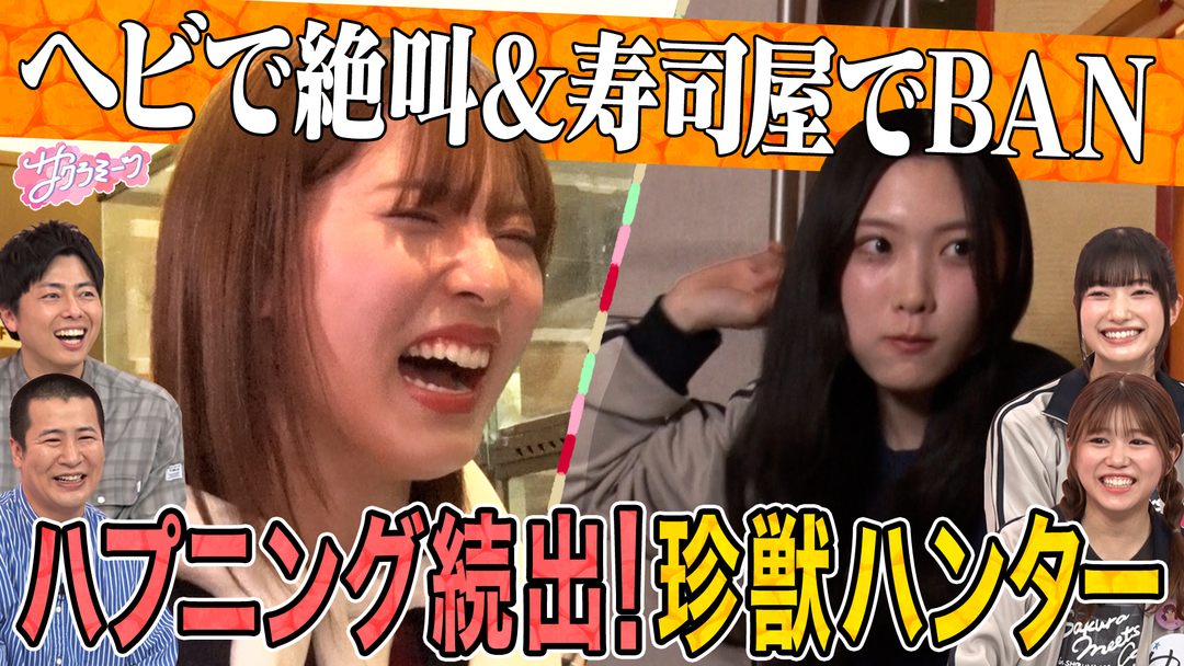 サクラミーツ ＃148【スゴイじゃん】谷口＆中嶋どうなる！？珍獣ハンター完結編！meets コットン