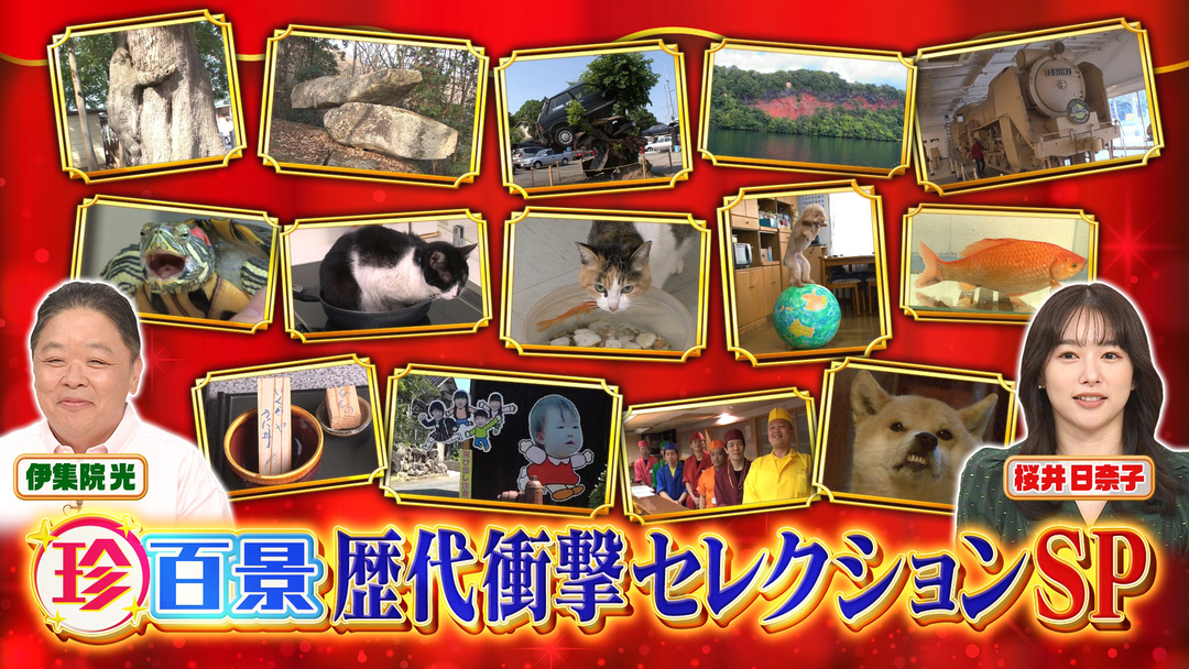 ナニコレ珍百景 衝撃！可愛すぎるネコやイヌ！ありえないお店や看板…歴代セレクションSP（2025/08/31放送分）