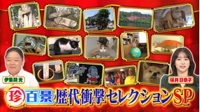 ナニコレ珍百景 衝撃!可愛すぎるネコやイヌ!ありえないお店や看板…歴代セレクションSP(2025/08/31放送分)