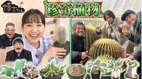 サンドウィッチマン&芦田愛菜の博士ちゃん おウチに置きたい!珍奇植物SP