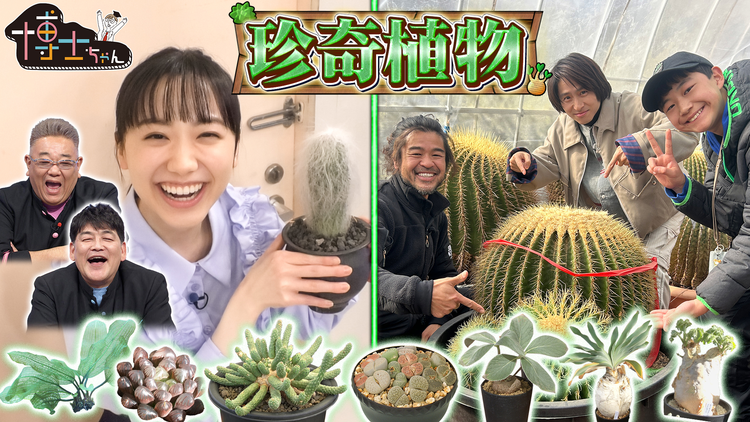 サンドウィッチマン&芦田愛菜の博士ちゃん おウチに置きたい!珍奇植物SP