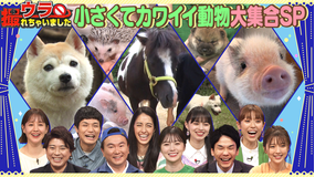 ウラ撮れちゃいました 上川隆也の愛犬も登場!小さくてカワイイ動物大集合SP!(2022/07/14放送分)