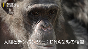 人間とチンパンジー:DNA2%の相違/吹替